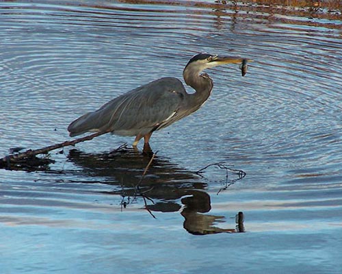 Great Blue Heron